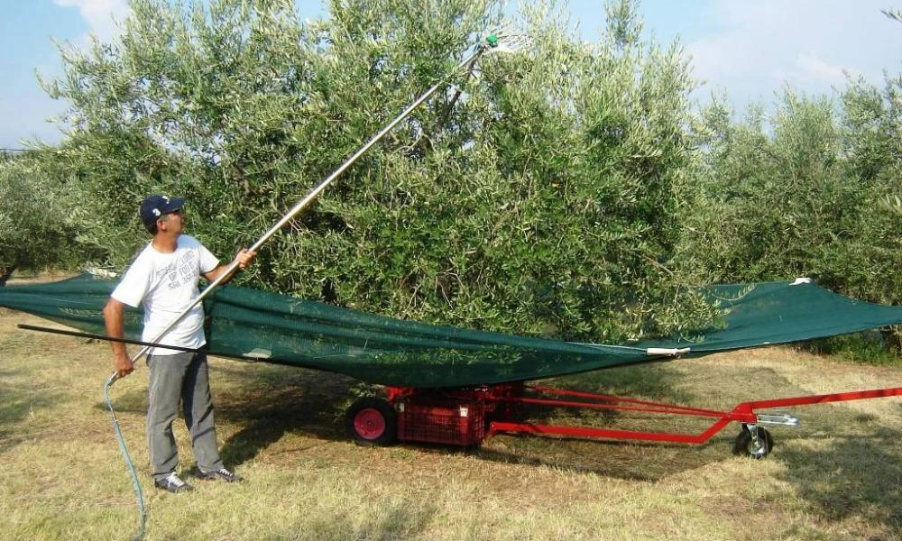 Aιτωλοακαρνανία: Συνεργείο μάζευε ελιές σε... ξένο χωράφι - Συνελήφθησαν 12 άτομα